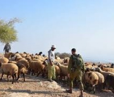 مستعمرون يطلقون النار تجاه رعاة الماشية في الأغوار الشمالية