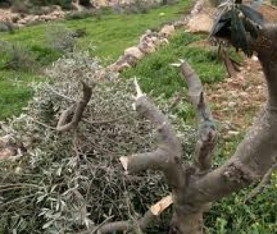 مستعمرون يقطعون أشجار زيتون جنوب نابلس