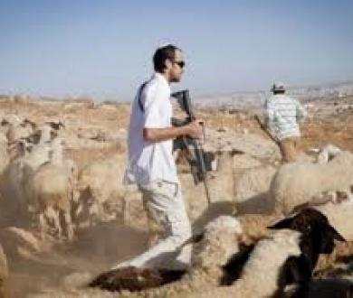 مستعمرون يطلقون مواشيهم في محيط مساكن المواطنين شمال أريحا  