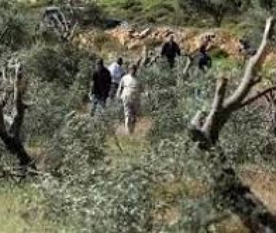 الاحتلال يقتلع أشجار زيتون في أراضي بلدتي اليامون والعرقة غرب جنين