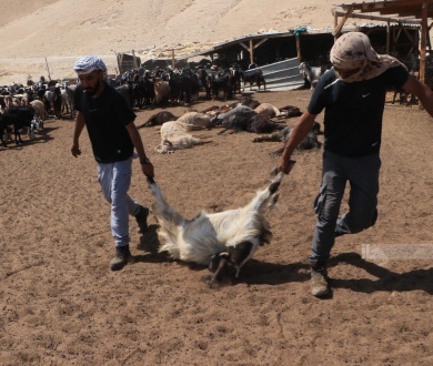 مستعمرون يسممون أغناما في المغير شرق رام الله