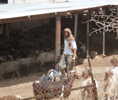 مستعمرون يسرقون 150 رأس غنم في المغير شرق رام الله