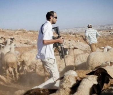 مستعمرون يقتحمون تجمع وادي أبو هندي ويستولون على 130 رأساً من الأغنام
