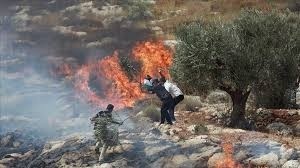 مستعمرون يضرمون النار في أراضي سهل سالم شرق نابلس