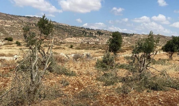 مستعمرون يحطمون أشجار زيتون في كفر مالك