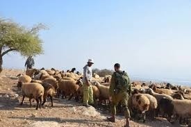 مستعمرون يطلقون النار تجاه رعاة الماشية في الأغوار الشمالية