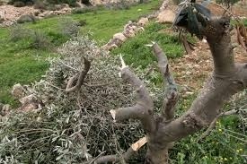 مستعمرون يقطعون أشجار زيتون جنوب نابلس