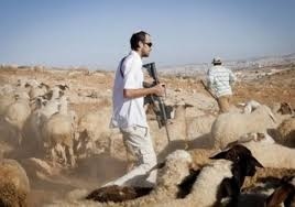 مستعمرون يطلقون مواشيهم في محيط مساكن المواطنين شمال أريحا  