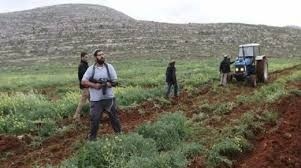 مستعمرون يحرثون عشرات الدونمات من أراضي المواطنين في الأغوار  