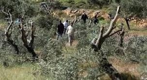 الاحتلال يقتلع أشجار زيتون في أراضي بلدتي اليامون والعرقة غرب جنين