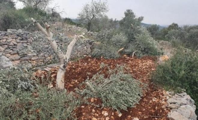 الاحتلال ومستعمروه يقتلعون 150 شجرة زيتون في قرية أم الخير بمسافر يطا