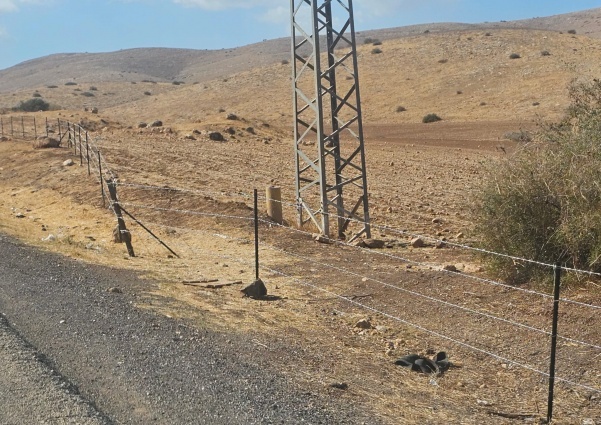 مستعمرون يواصلون تسييج أراض بالأغوار الشمالية