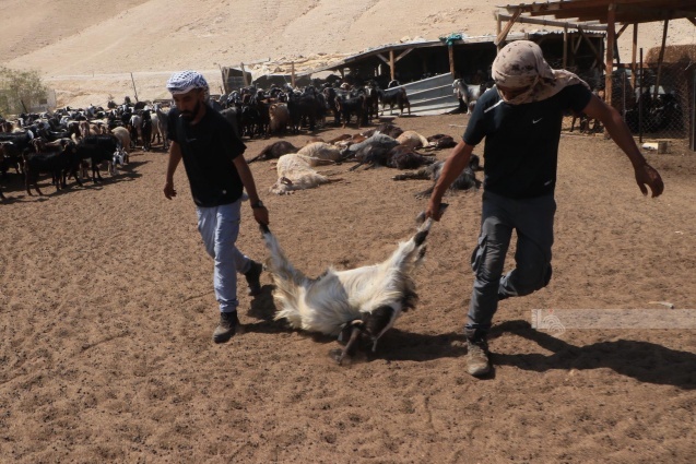 مستعمرون يسممون أغناما في المغير شرق رام الله