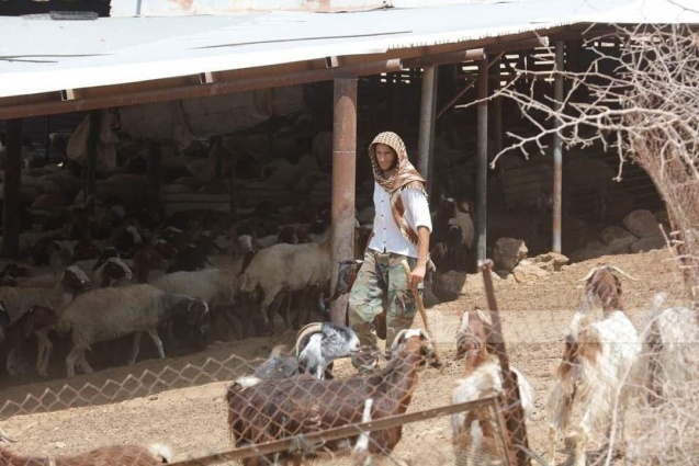 مستعمرون يسرقون 150 رأس غنم في المغير شرق رام الله