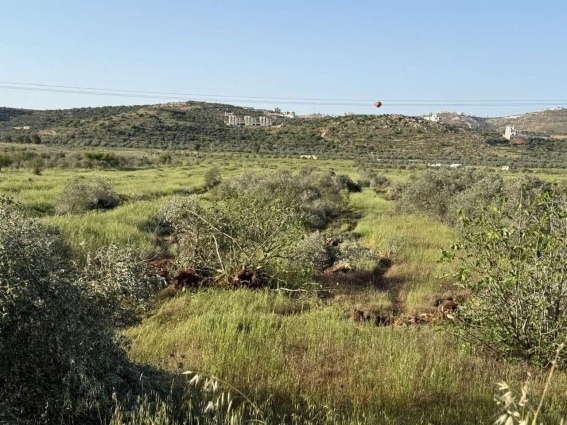 مستعمرون يقطعون نحو 400 شجرة زيتون في سهل ترمسعيا شمال رام الله